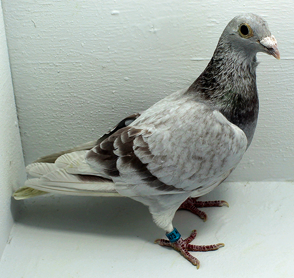 Band: AU 41473 AA 2025