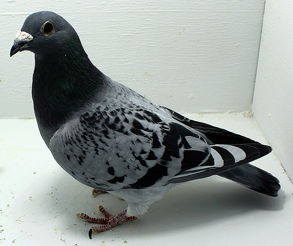 Band: AU 41477 AA 2025