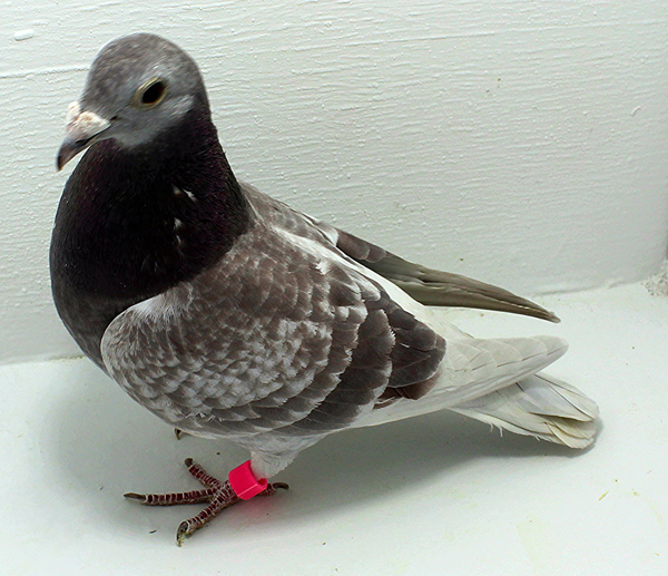 Band: AU 41481 AA 2025