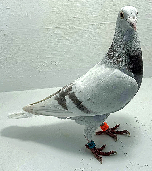 Band: AU 41485 AA 2025