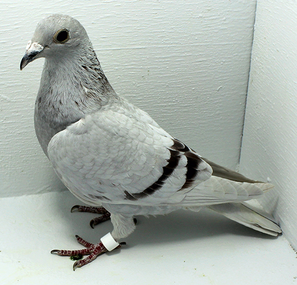 Band: AU 41488 AA 2025