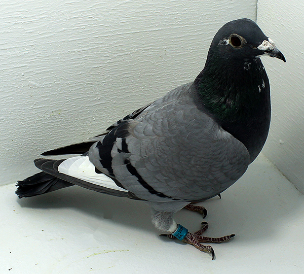 Band: AU 41499 AA 2025