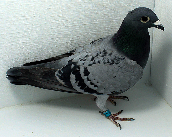 Band: AU 41500 AA 2025