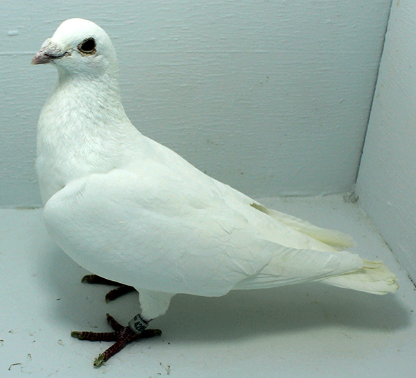 Band: AU 42487 AA 2022