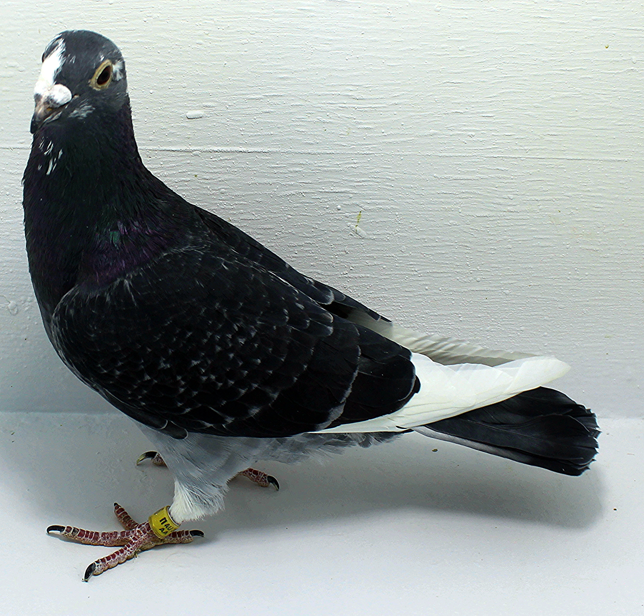 Pigeons For Sale | ClayHaven Farms | Racing Pigeons | Pure