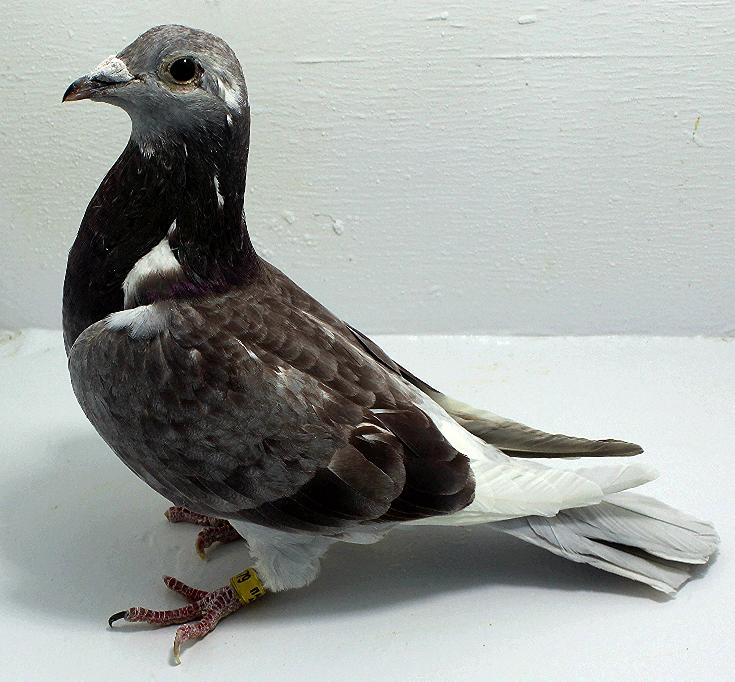 Pigeons For Sale | ClayHaven Farms | Racing Pigeons | Pure