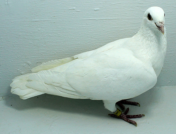 Band: AU 44263 AA 2024