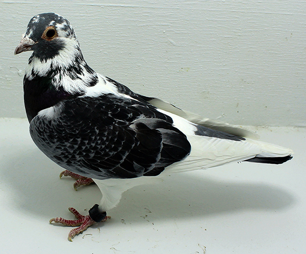 Band: AU 44264 AA 2025