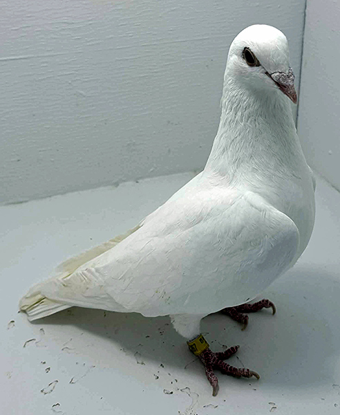 Band: AU 44267 AA 2024