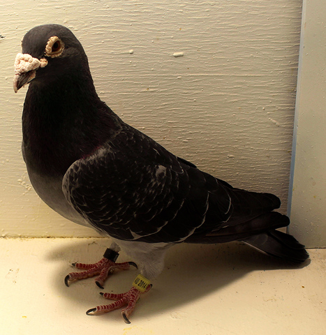 Appearance of the Birds