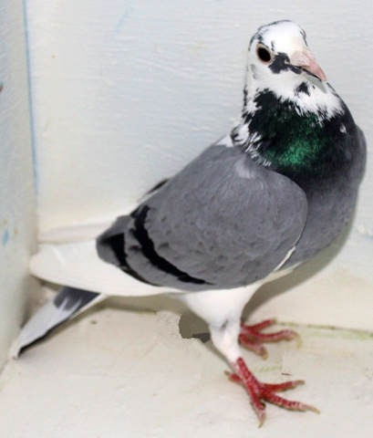 Amazing Facts About Pigeons