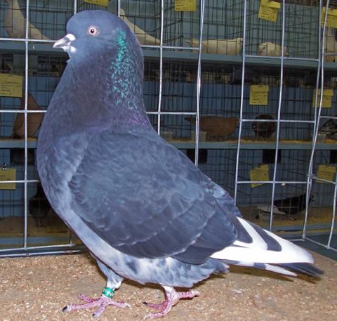 Birmingham Roller