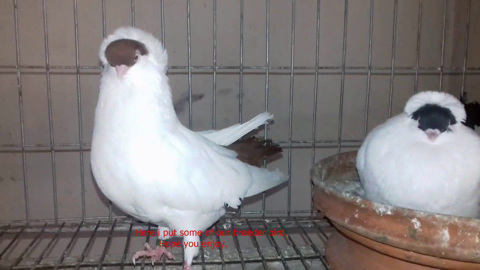 Helmet Pigeons