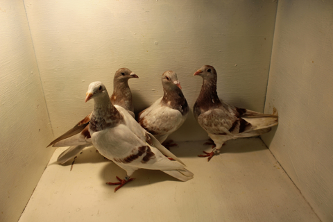 Pure Paul Sion Young Bird Kits