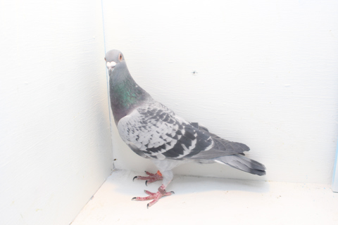 Do Pigeons Lay Eggs Without Mating?