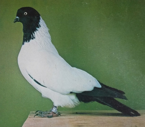 Nun Pigeon
