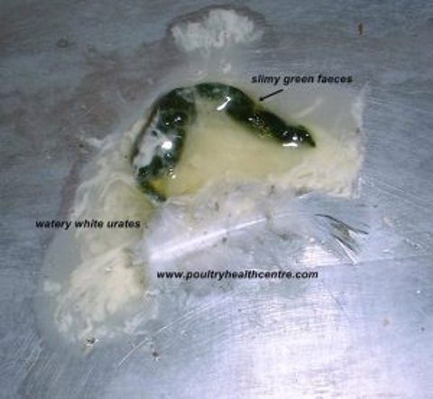 PARATHYPHOID (Salmonella)