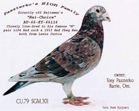 The Sion racing pigeon strain story