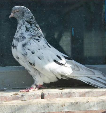 Ukrainian Skycutter Pigeon
