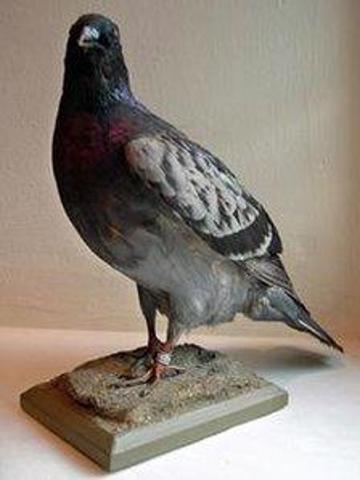 The pigeon that saved a World War II bomber crew