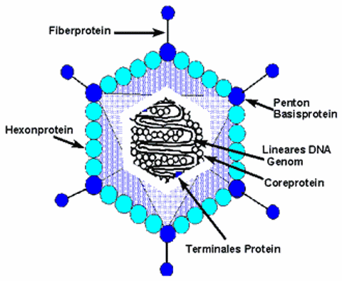 ADENO-COLI SYNDROM
