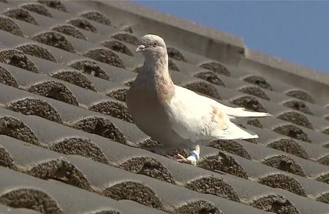 A Pigeon Survived and 8,000-mile Pacific Ocean Crosssing