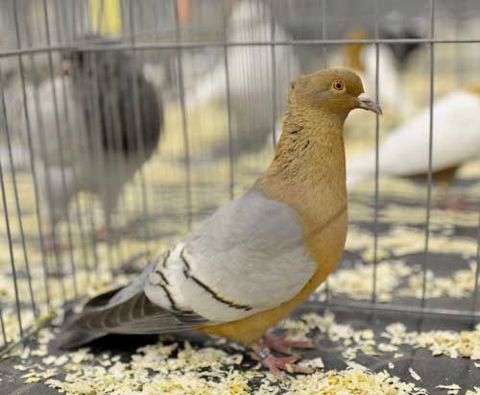 Archangel Pigeon