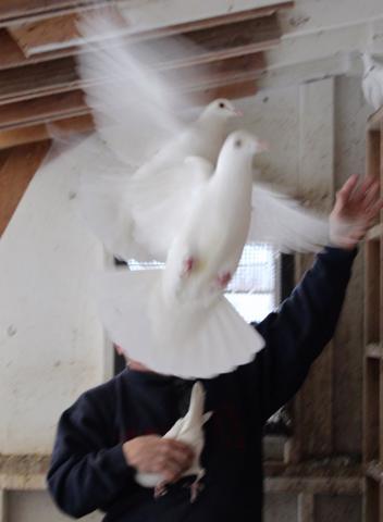 RACING CARRIER PIGEONS IS WINNING HOBBY
