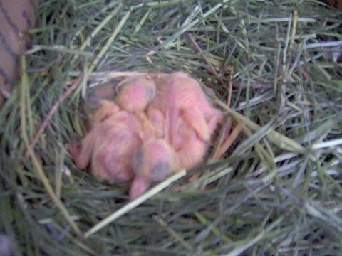 How to Feed a Baby Pigeon