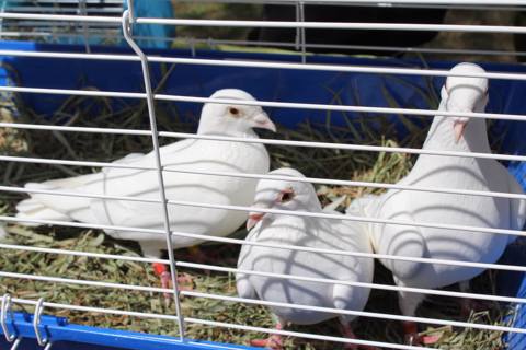 Pigeons Are Actually Cool"