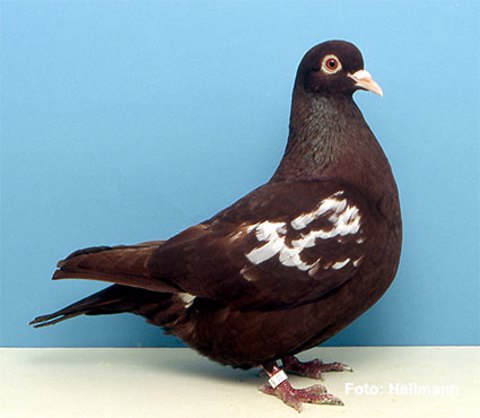 Carneau Pigeon