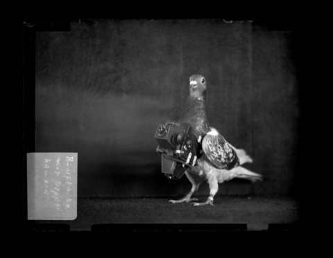 The Turn-of-the-Century Pigeons That Photographed Earth from Above