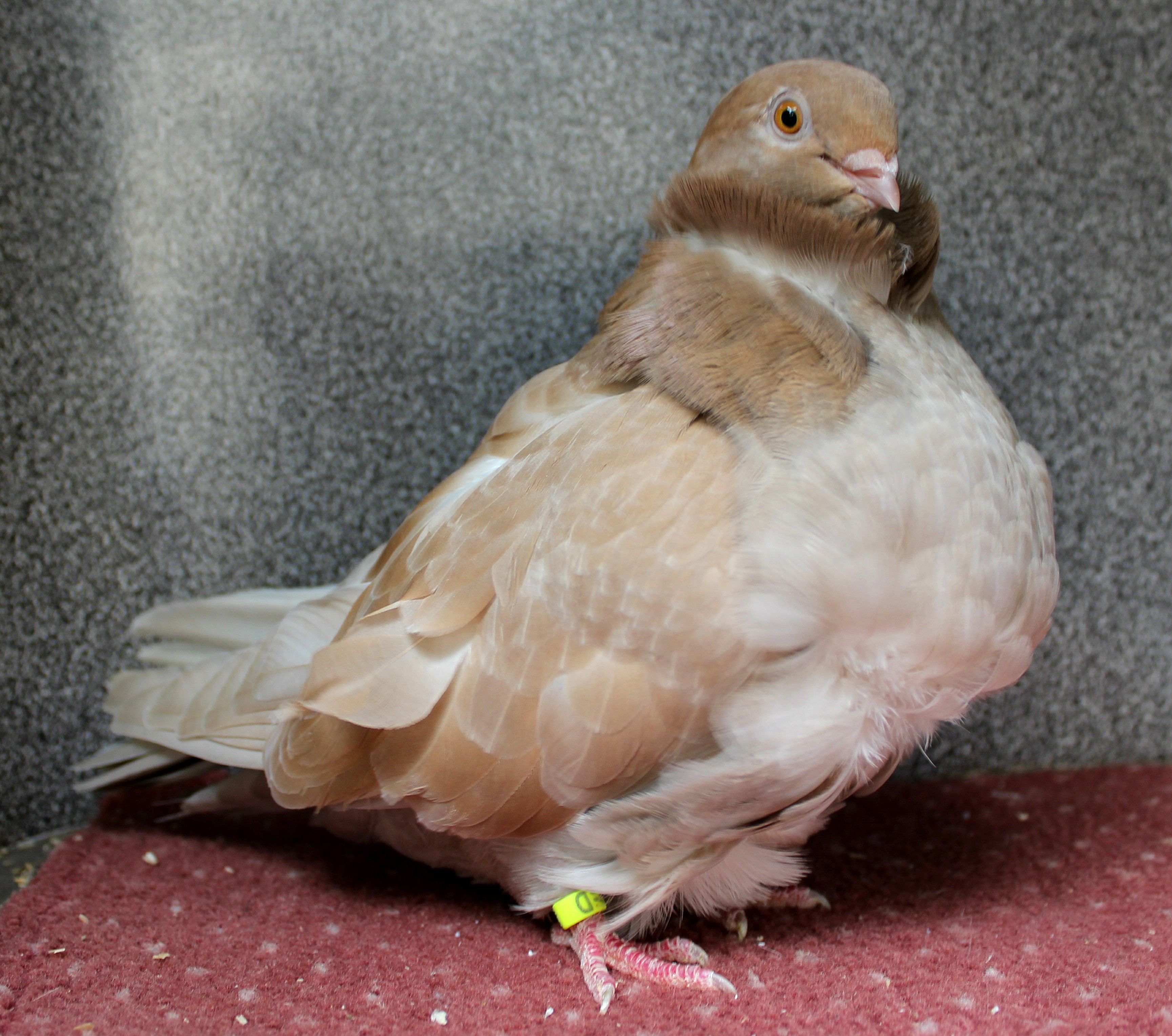 Chinese cheap owl pigeons