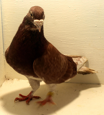 Feral Pigeon