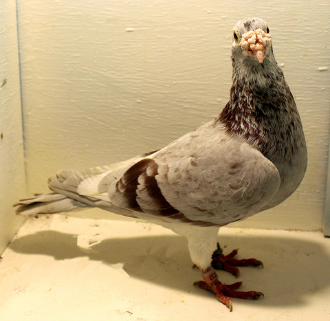 Long Distance Pigeon