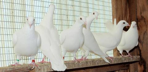 For Sale Birds