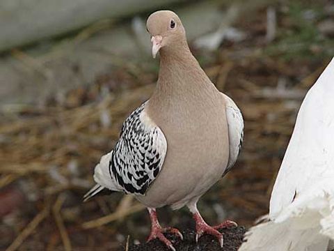 Coburg Lark Pigeon