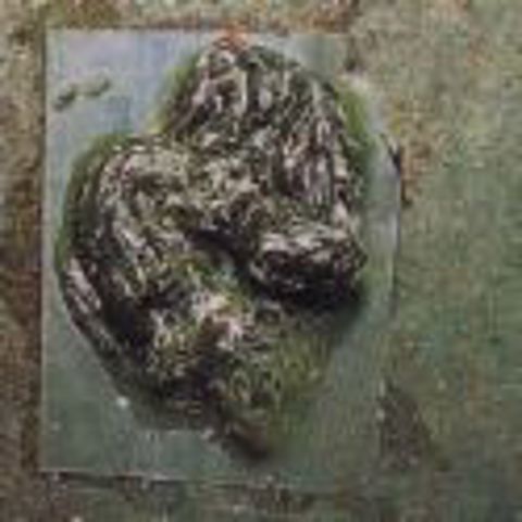 COCCI (Coccidiosis)