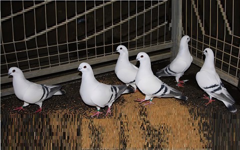 Damascene Pigeon
