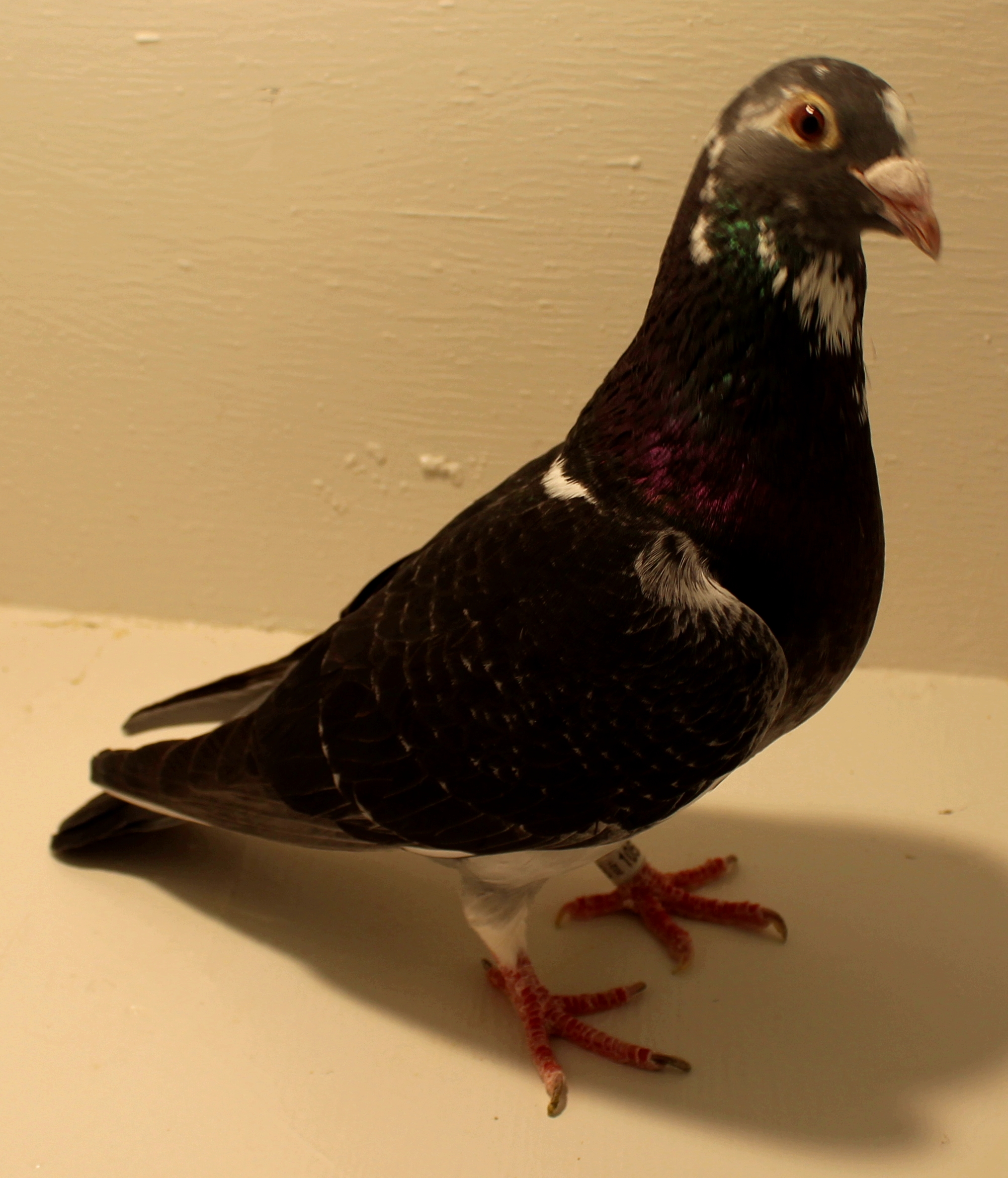 The Colors of Racing Pigeons: An Overview (1)