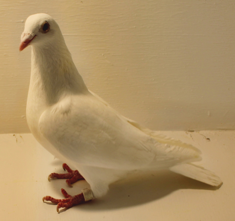 What Are The Different Colors Of Pigeons?