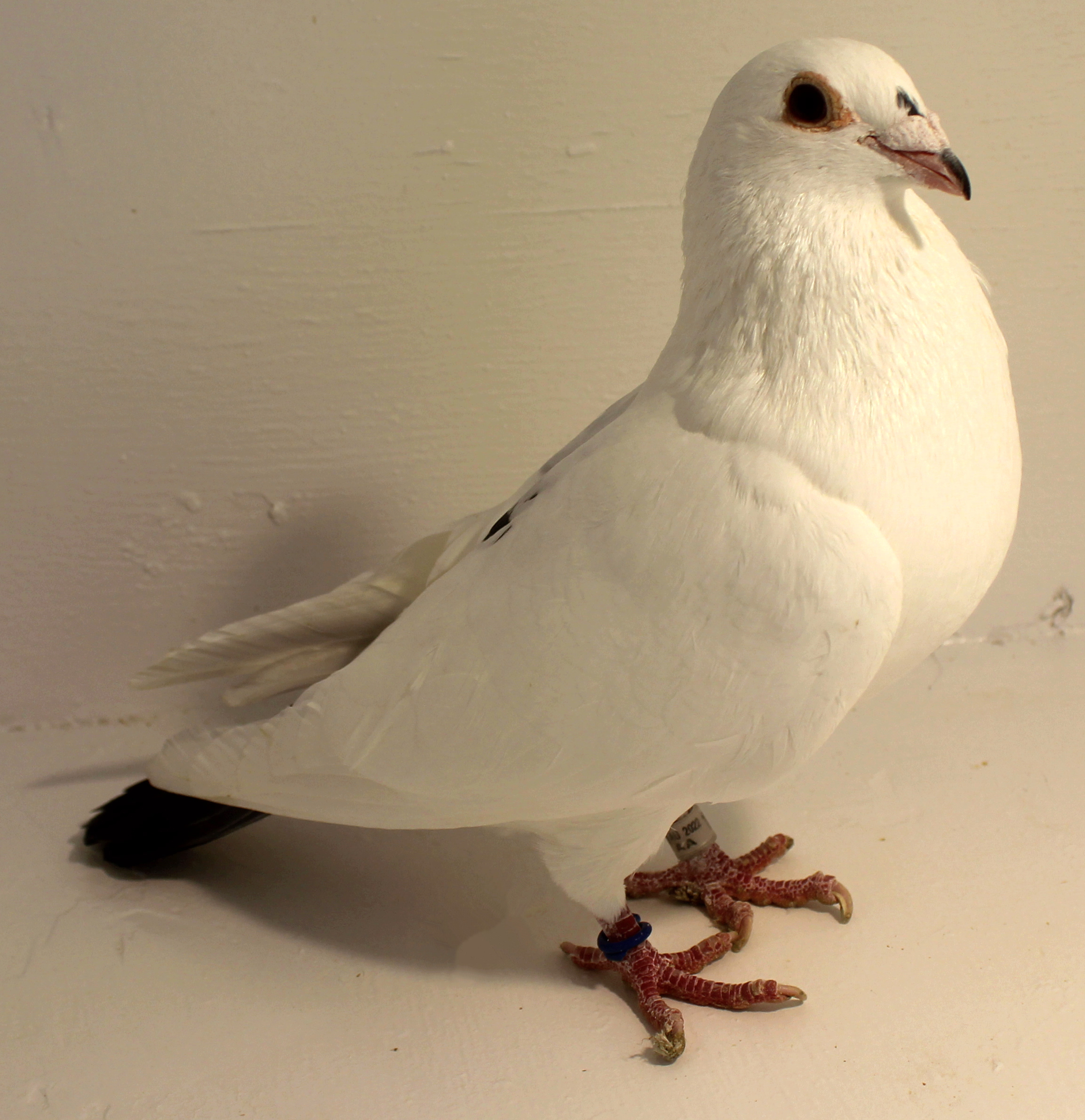 ClayHaven Farms | Racing Pigeons | Pure Paul Sions | Pure Hansennes