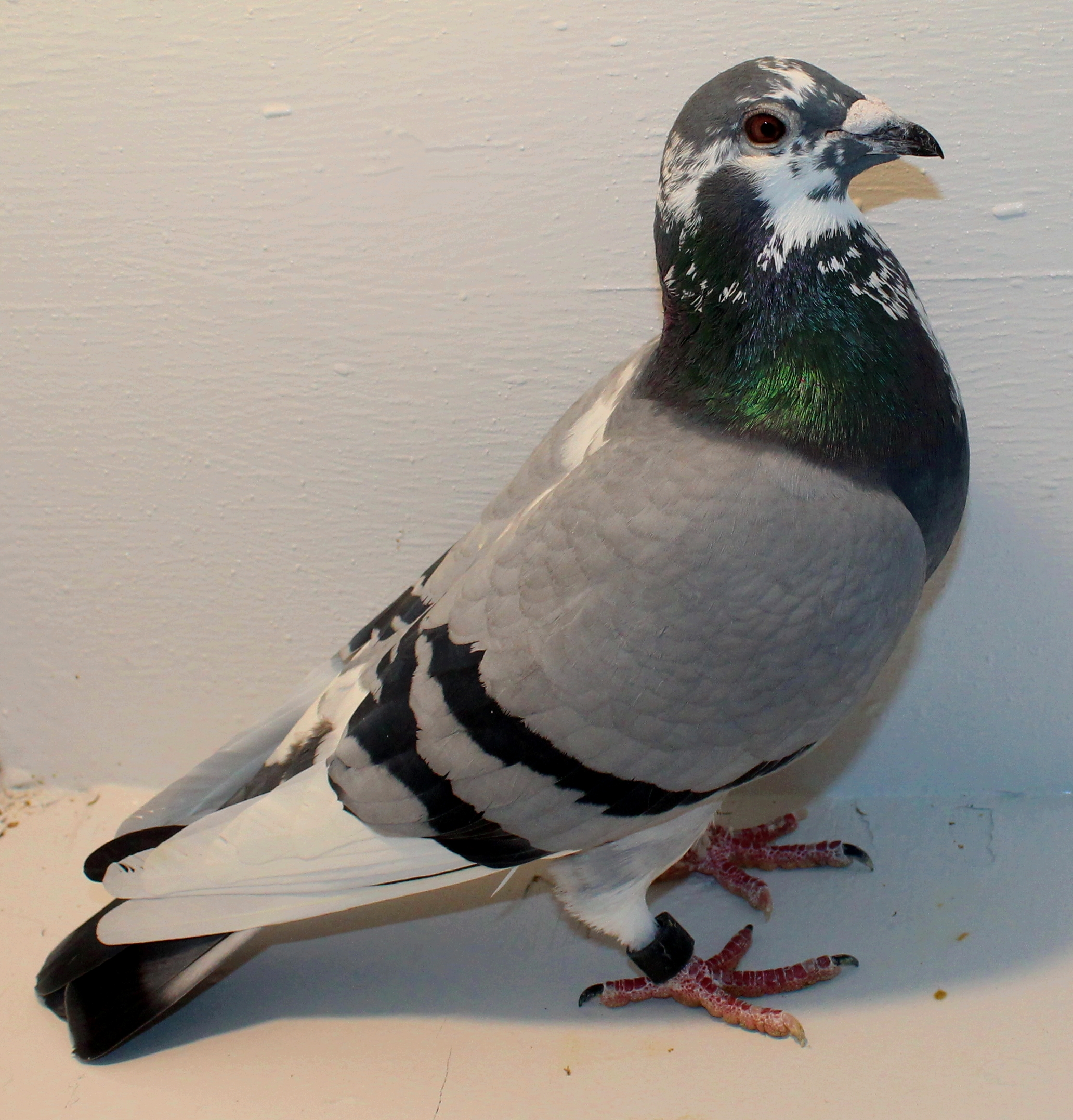 History on What Breeds Made the Racing Pigeon (1)