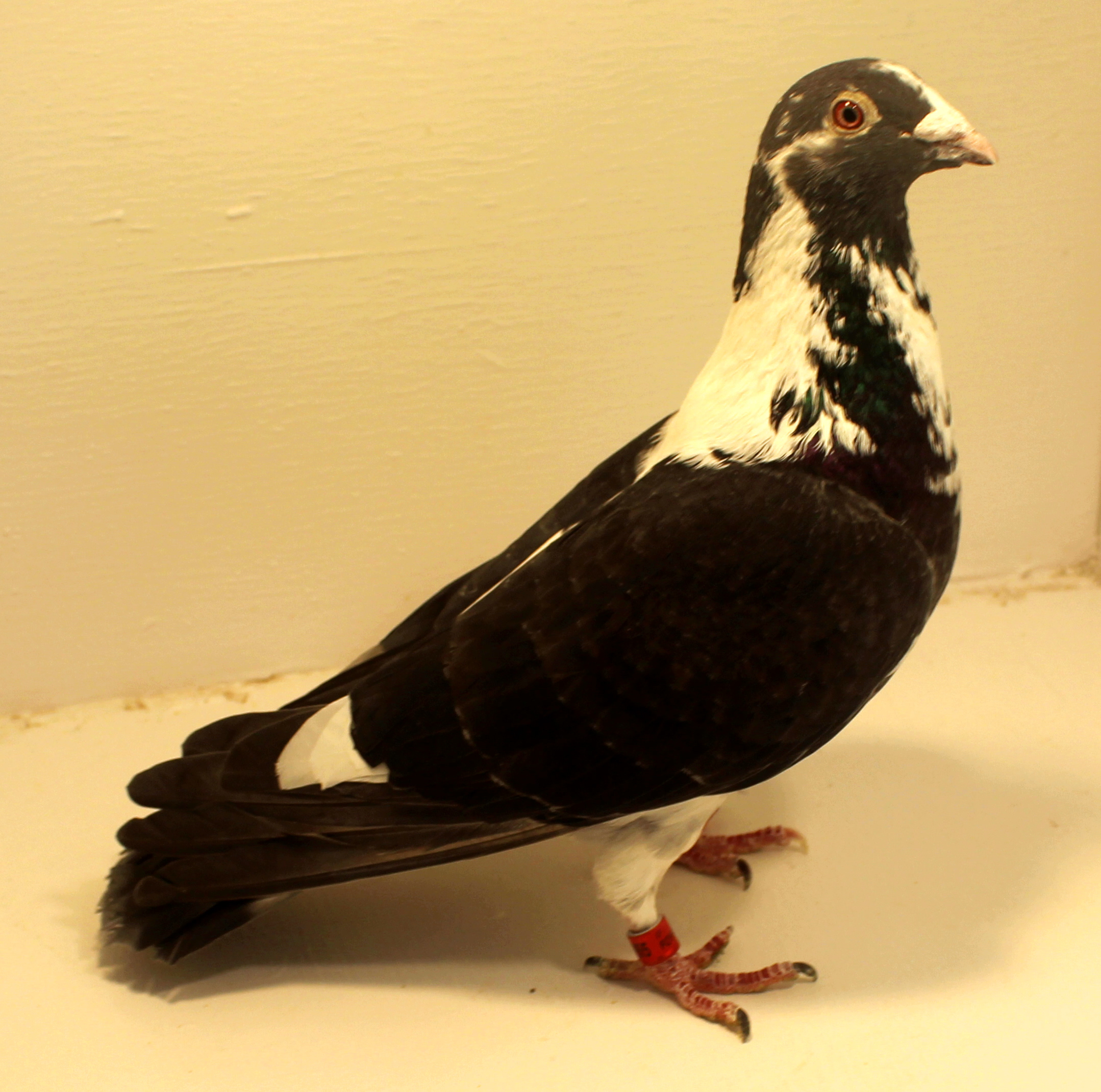Bastin | ClayHaven Farms | Racing Pigeons | Pure Paul Sions