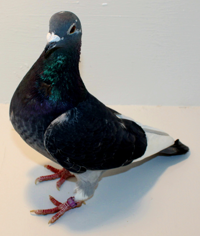 History on What Breeds Made the Racing Pigeon