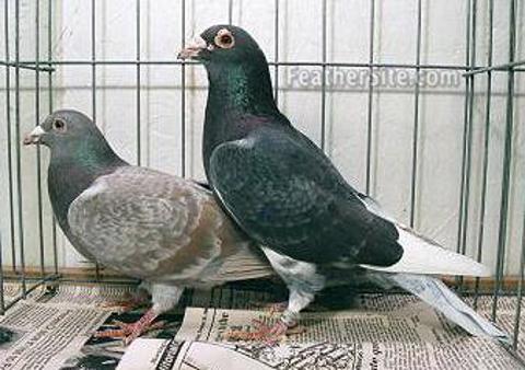 American Trenton Pigeons