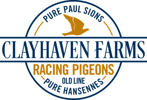 Racing Pigeons