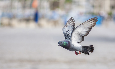 NYC’s Most Iconic Residents: Pigeons