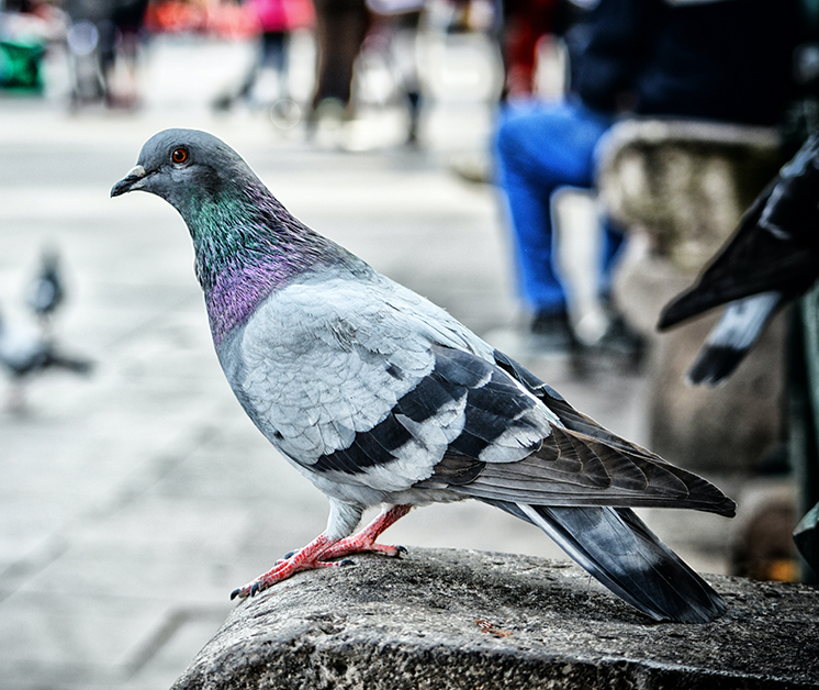 NYC’s Most Iconic Residents: Pigeons (1)