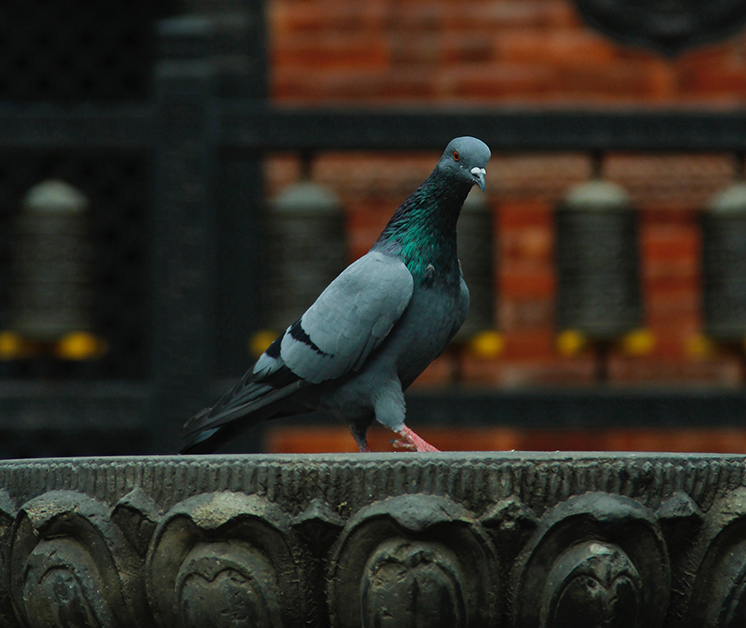 NYC’s Most Iconic Residents: Pigeons (2)
